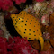Boxfish